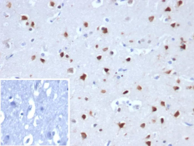 Neuronal-Nuclei (NeuN) (Neuronal Marker) Antibody in Immunohistochemistry (Paraffin) (IHC (P))