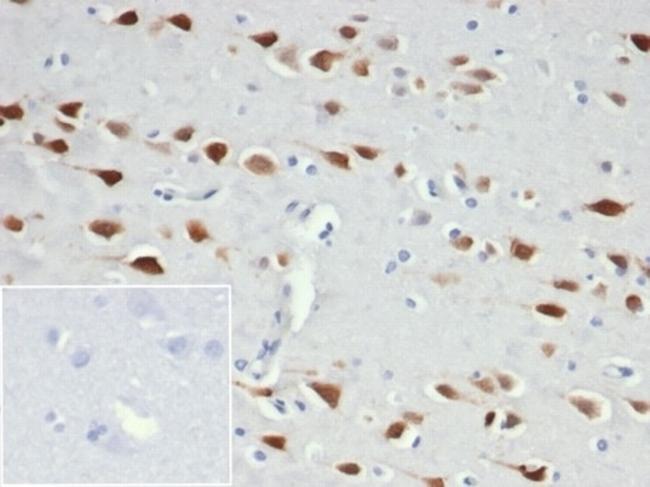 Neuronal-Nuclei (NeuN) (Neuronal Marker) Antibody in Immunohistochemistry (Paraffin) (IHC (P))