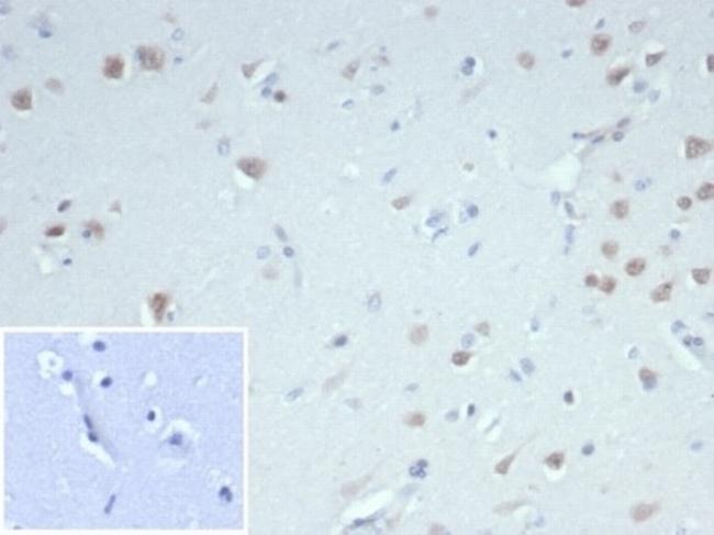 Neuronal-Nuclei (NeuN) (Neuronal Marker) Antibody in Immunohistochemistry (Paraffin) (IHC (P))