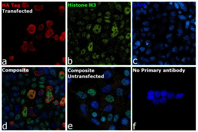 HA Tag Antibody in Immunocytochemistry (ICC/IF)