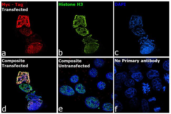 c-Myc Antibody in Immunocytochemistry (ICC/IF)