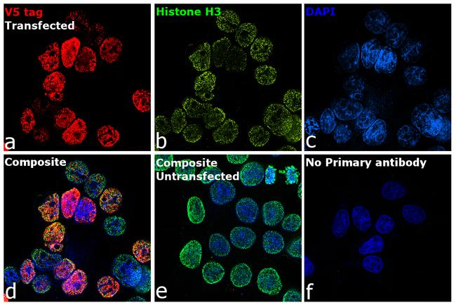 V5 Tag Antibody in Immunocytochemistry (ICC/IF)