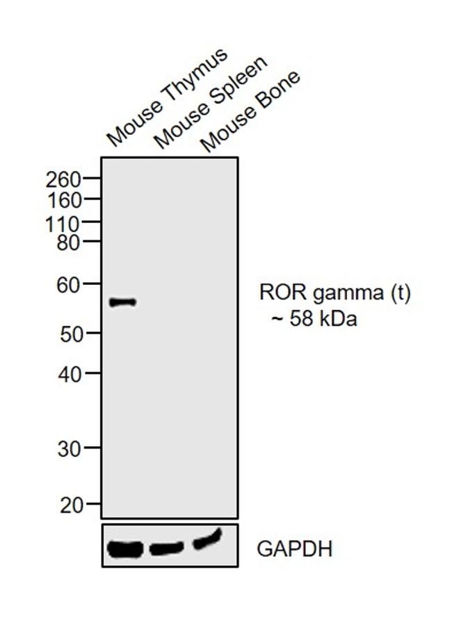 ROR gamma (t) Antibody in Western Blot (WB)