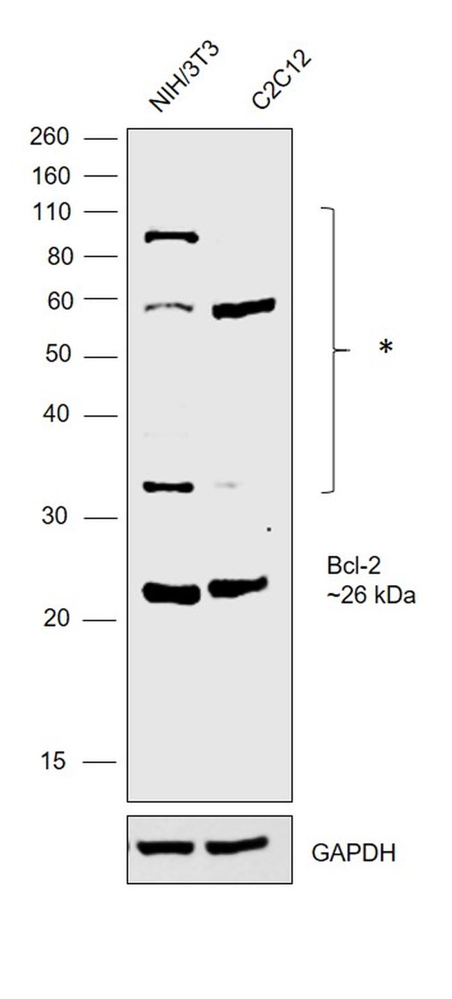 Bcl-2 Antibody in Western Blot (WB)