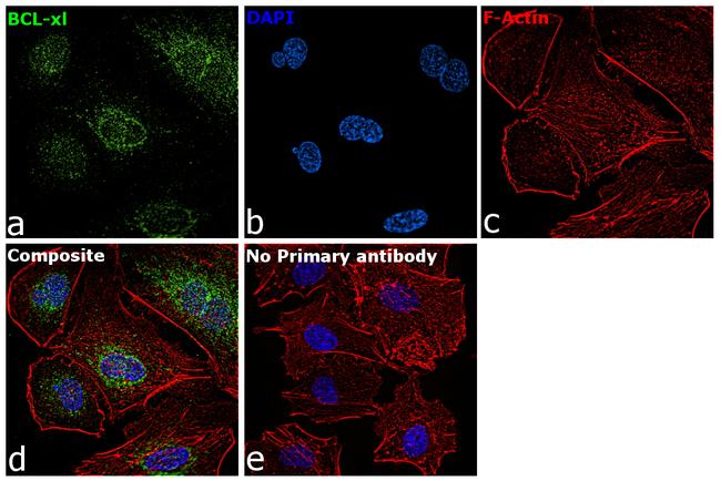 Bcl-X Antibody in Immunocytochemistry (ICC/IF)