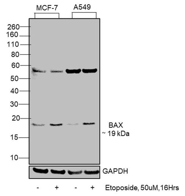 Bax Antibody in Western Blot (WB)