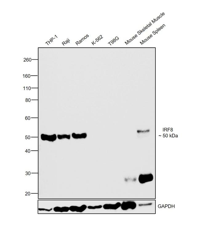 IRF8 Antibody in Western Blot (WB)