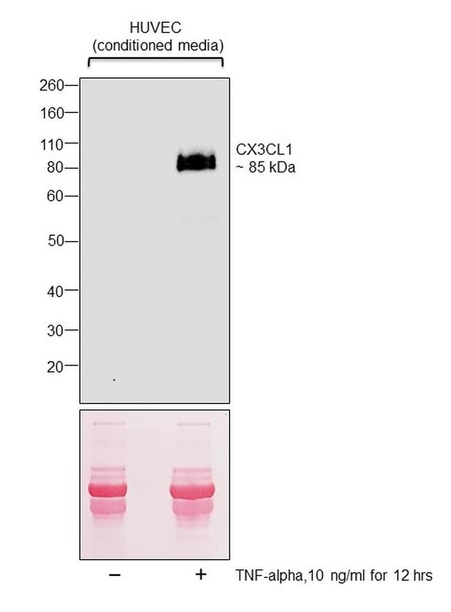 CX3CL1 (Fractalkine) Antibody in Western Blot (WB)