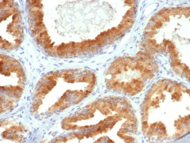 CREB3L4 Antibody in Immunohistochemistry (Paraffin) (IHC (P))