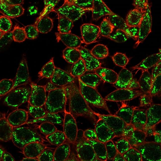 CTBP2 (C-terminal binding protein 2) Antibody in Immunocytochemistry (ICC/IF)