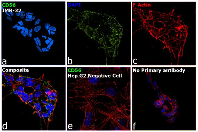 PSA-NCAM Antibody in Immunocytochemistry (ICC/IF)