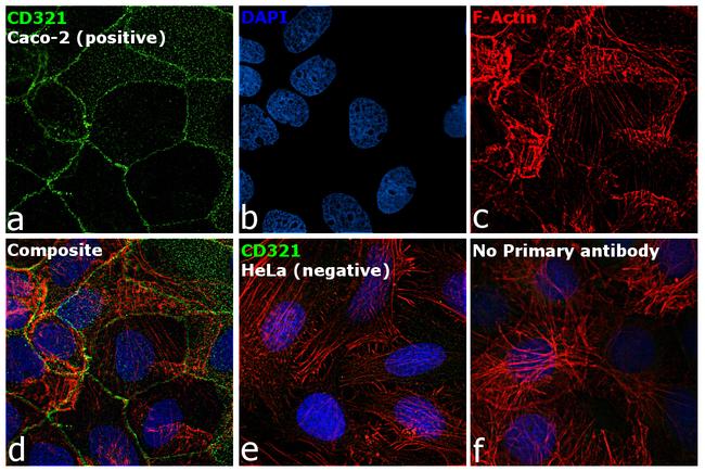 CD321 (F11R) Antibody in Immunocytochemistry (ICC/IF)