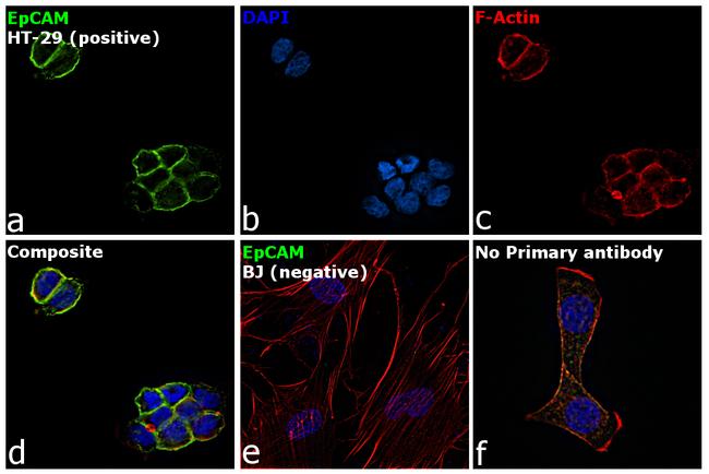 CD326 (EpCAM) Antibody in Immunocytochemistry (ICC/IF)