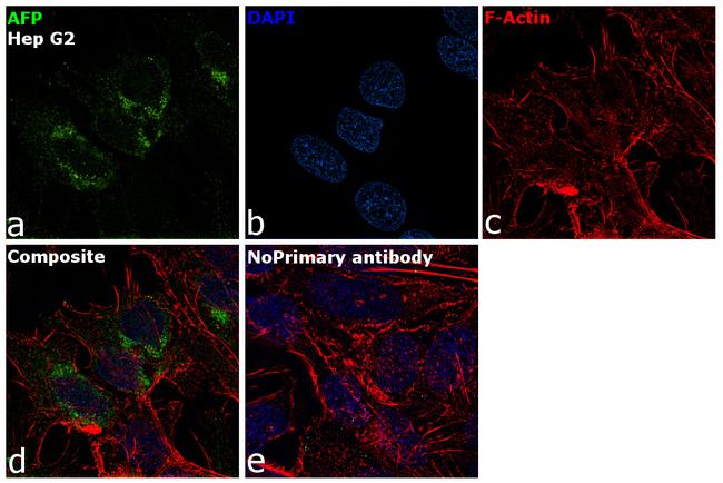 alpha-Fetoprotein Antibody in Immunocytochemistry (ICC/IF)