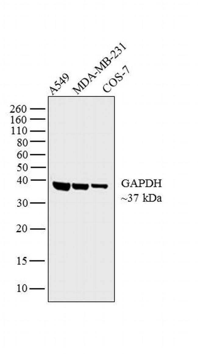 GAPDH Antibody in Western Blot (WB)