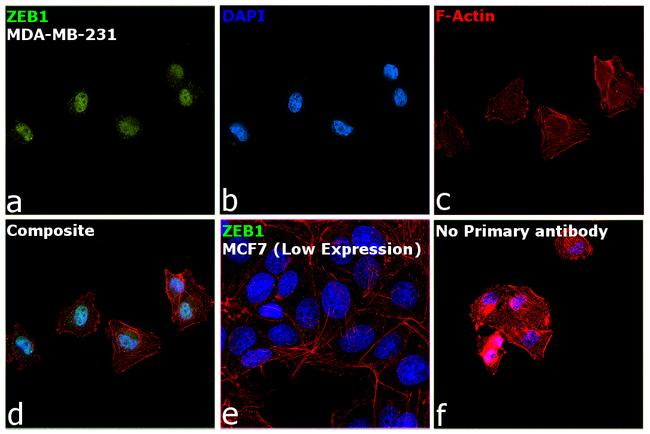 ZEB1 Antibody in Immunocytochemistry (ICC/IF)