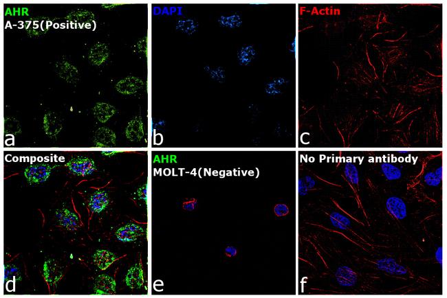 AHR Antibody in Immunocytochemistry (ICC/IF)