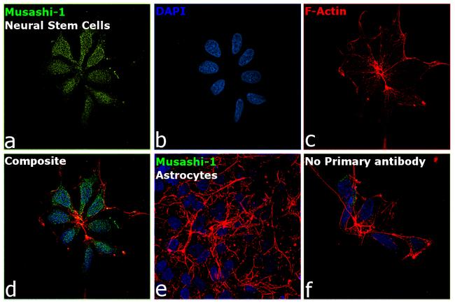 Musashi-1 Antibody in Immunocytochemistry (ICC/IF)