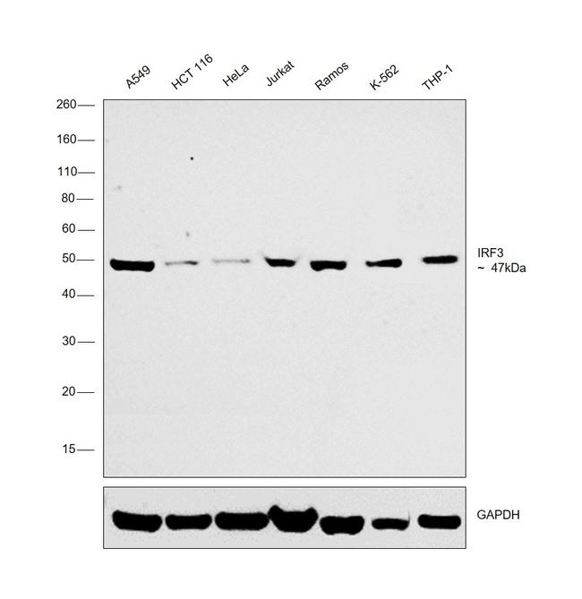 IRF3 Antibody in Western Blot (WB)