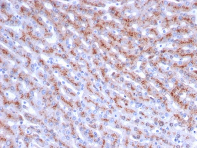 Cathepsin D Antibody in Immunohistochemistry (Paraffin) (IHC (P))