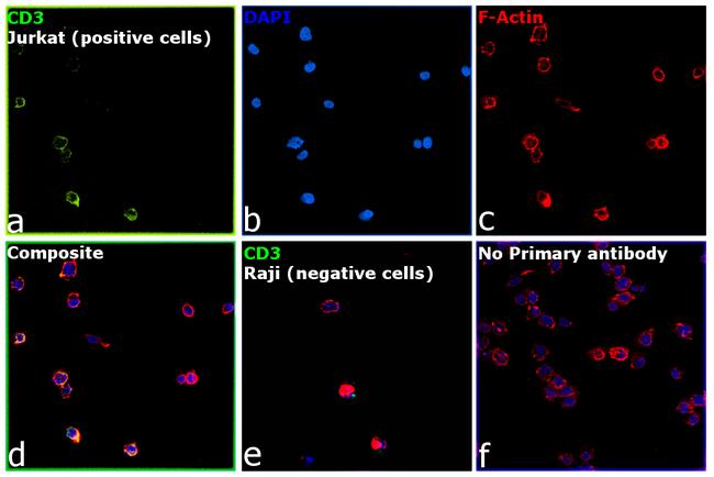 CD3 Antibody in Immunocytochemistry (ICC/IF)