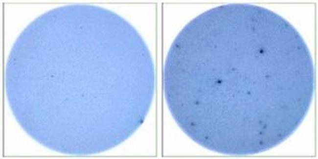 IL-13 Antibody in Immunostaining (IS)