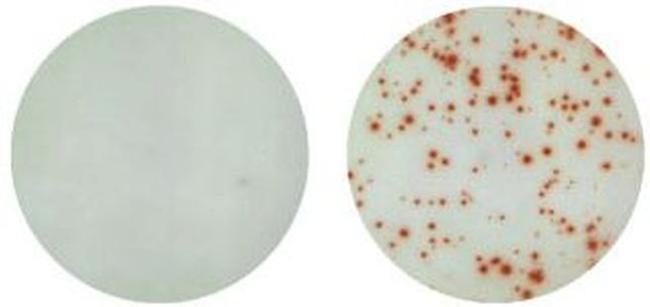 IL-17A Antibody in Immunostaining (IS)