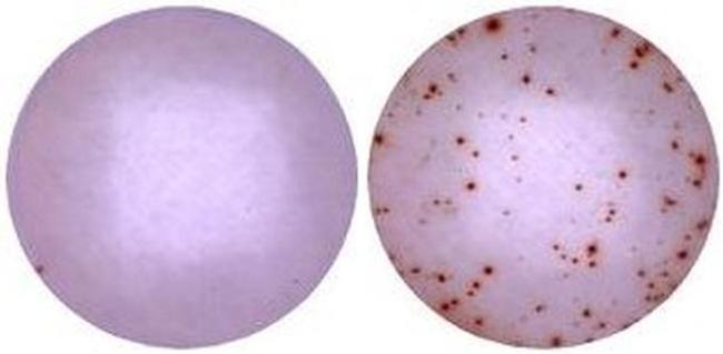 IFN gamma Antibody in Functional Assay (Functional)