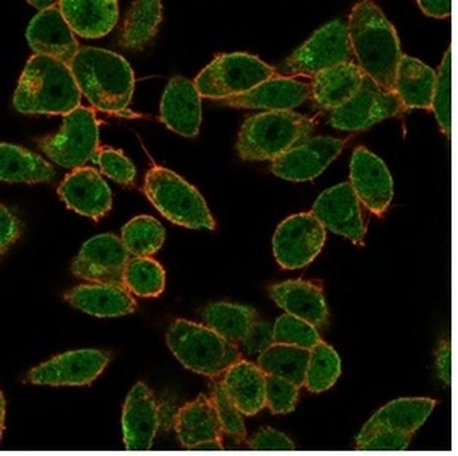 DAXX (Transcriptional Corepressor) Antibody in Immunocytochemistry (ICC/IF)