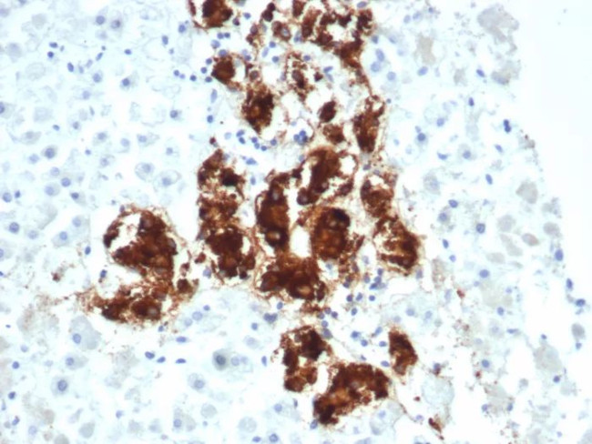 DBH/Dopamine Beta-Hydroxylase Antibody in Immunohistochemistry (Paraffin) (IHC (P))