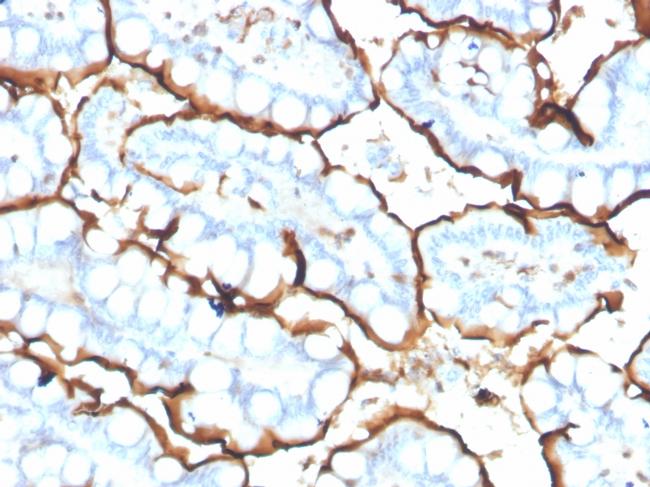 Angiotensin I Converting Enzyme (ACE)/CD143 Antibody in Immunohistochemistry (Paraffin) (IHC (P))