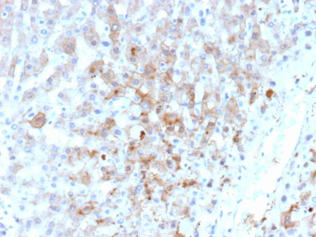 Aldo-keto Reductase Family 1 Member C1/DD1 Antibody in Immunohistochemistry (Paraffin) (IHC (P))