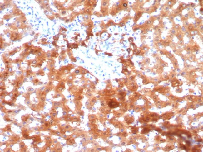 Aldo-keto Reductase Family 1 Member C1/DD1 Antibody in Immunohistochemistry (Paraffin) (IHC (P))