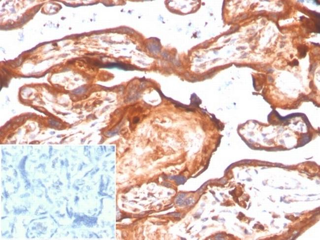 IDO2/Indoleamine 2,3-dioxygenase 2 Antibody in Immunohistochemistry (Paraffin) (IHC (P))