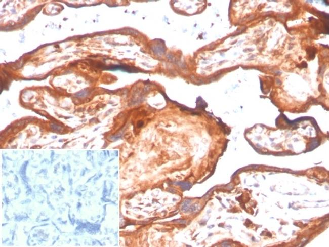 IDO2/Indoleamine 2,3-dioxygenase 2 Antibody in Immunohistochemistry (Paraffin) (IHC (P))