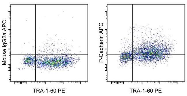 P-Cadherin Antibody in Flow Cytometry (Flow)