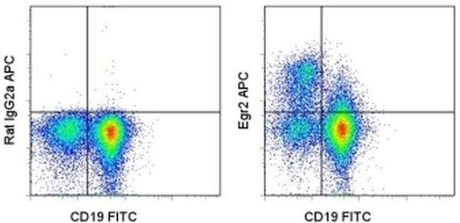 EGR2 Antibody in Flow Cytometry (Flow)