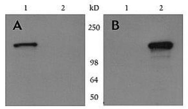 Myc Tag Antibody in Western Blot (WB)