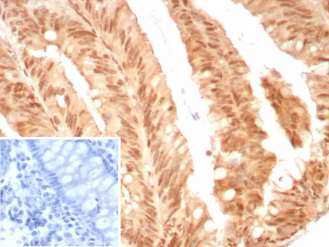 E2F4 (Transcription Factor) Antibody in Immunohistochemistry (Paraffin) (IHC (P))