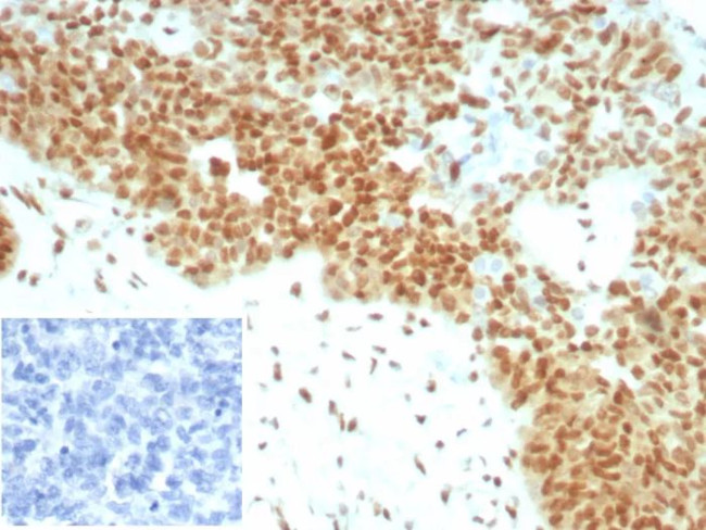 E2F4 (Transcription Factor) Antibody in Immunohistochemistry (Paraffin) (IHC (P))