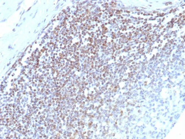 E2F4 (Transcription Factor) Antibody in Immunohistochemistry (Paraffin) (IHC (P))