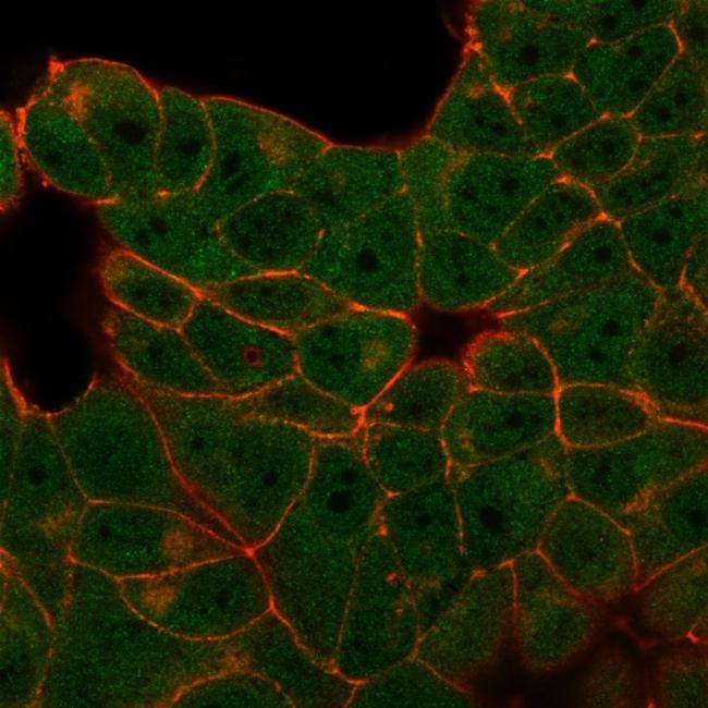 E4F1 Antibody in Immunocytochemistry (ICC/IF)