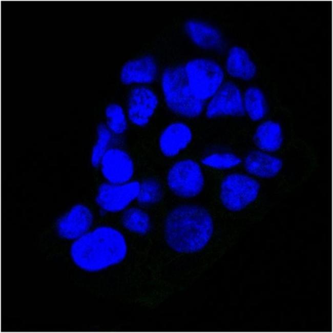 EGFR (Epidermal Growth Factor Receptor) Antibody in Immunocytochemistry (ICC/IF)