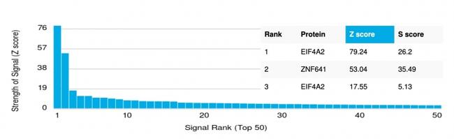 EIF4A2 (Eukaryotic Initiation Factor 4A-II) Antibody in Peptide array (ARRAY)