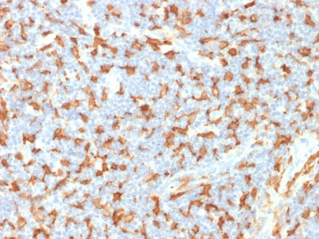 AIF1/Iba1 Antibody in Immunohistochemistry (Paraffin) (IHC (P))