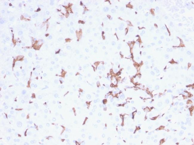 AIF1/Iba1 (Microglia Marker) Antibody in Immunohistochemistry (Paraffin) (IHC (P))