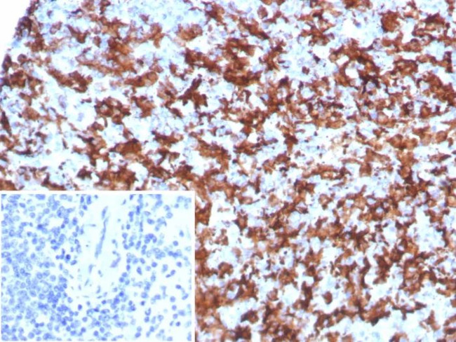 AIF1/Iba1 (Microglia Marker) Antibody in Immunohistochemistry (Paraffin) (IHC (P))