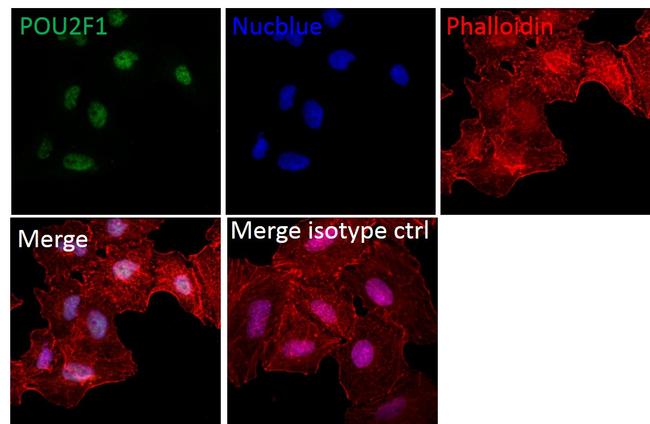 OCT1 (POU2F1) Antibody in Immunocytochemistry (ICC/IF)