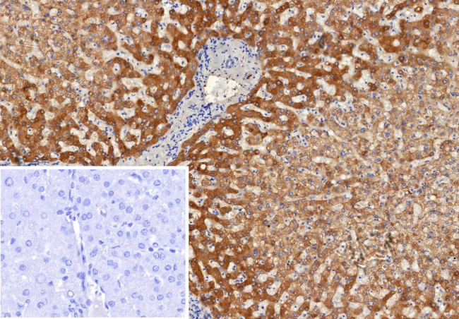 Alpha-2-Macroglobulin/A2M Antibody in Immunohistochemistry (Paraffin) (IHC (P))