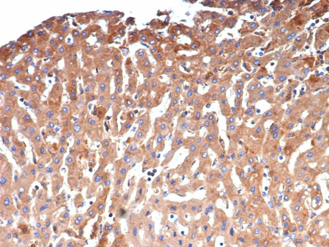 Alpha-2-Macroglobulin/A2M Antibody in Immunohistochemistry (Paraffin) (IHC (P))